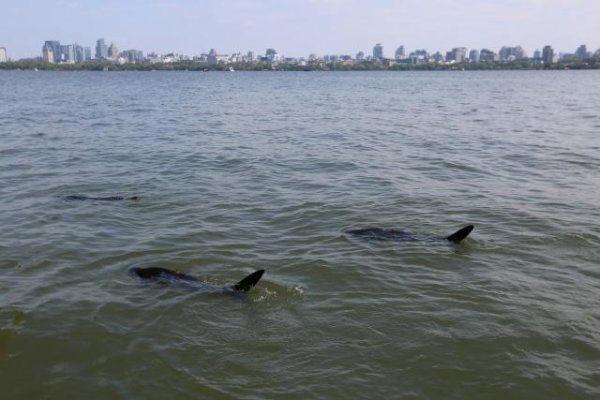 宏图配资 西湖里发现“鲨鱼”？还不止一条